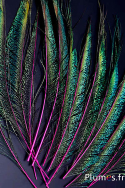 Paon bleu sabre - 30-38 cm - fuchsia